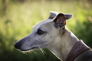 A greyhound